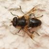 Eristalis tenax